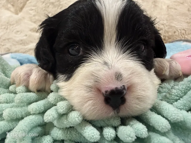 Oreo – Cavapoo puppy for sale in Chattanooga, TN