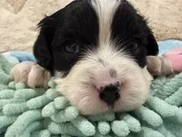 Oreo, a male Cavapoo for sale in Chattanooga, TN – 5 of 10
