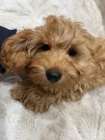 Charlie, a male Cavapoo for sale in Chattanooga, TN – 5 of 10
