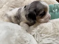 Precious, a female Cavapoo for sale in Chattanooga, TN – 3 of 10
