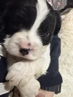 Oreo, a male Cavapoo for sale in Chattanooga, TN – 7 of 10