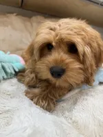 Theo, a male Cavapoo for sale in Chattanooga, TN – 7 of 10