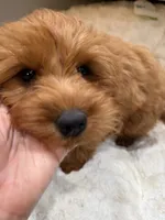 Gracie, a female Cavapoo for sale in Chattanooga, TN – 8 of 10