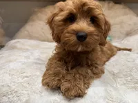 Marley, a male Cavapoo for sale in Chattanooga, TN – 5 of 10