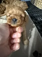 Charlie’s babies, a female Cavapoo for sale in Chattanooga, TN – 7 of 9