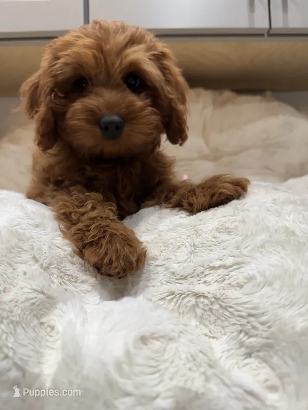 Gracie – Cavapoo puppy for sale in Chattanooga, TN