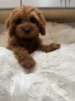 Gracie, a female Cavapoo for sale in Chattanooga, TN – 1 of 10