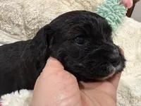 Milo, a male Cavapoo for sale in Chattanooga, TN – 1 of 10