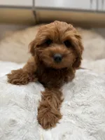Gracie, a female Cavapoo for sale in Chattanooga, TN – 3 of 10