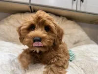 Marley, a male Cavapoo for sale in Chattanooga, TN – 9 of 10