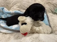 Milo, a male Cavapoo for sale in Chattanooga, TN – 2 of 10