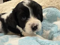 Caleb, a male Cavapoo for sale in Chattanooga, TN – 10 of 10
