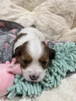 Callie, a female Cavapoo for sale in Chattanooga, TN – 2 of 10