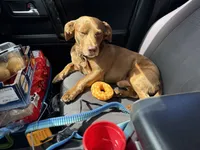 Leo, a male Deutscher Wachtelhund and Labrador Retriever for sale in Chattanooga, TN – 3 of 10