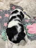 Caleb, a male Cavapoo for sale in Chattanooga, TN – 3 of 10