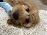 Theo, a male Cavapoo for sale in Chattanooga, TN – 1 of 10