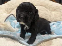 Milo, a male Cavapoo for sale in Chattanooga, TN – 8 of 10