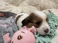 Callie, a female Cavapoo for sale in Chattanooga, TN – 1 of 10