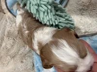 Henry, a male Cavapoo for sale in Chattanooga, TN – 6 of 10