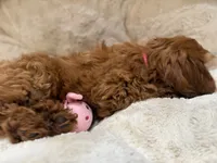 Gracie, a female Cavapoo for sale in Chattanooga, TN – 7 of 10