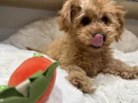 Teddy, a male Cavapoo for sale in Chattanooga, TN – 8 of 10