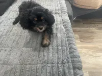 Bear, a male Cavapoo for sale in Chattanooga, TN – Photo 8 of 8