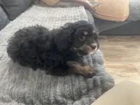 Bear, a male Cavapoo for sale in Chattanooga, TN – Photo 3 of 8