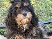 Bear, a male Cavapoo for sale in Chattanooga, TN – 7 of 10