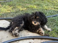 Bear, a male Cavapoo for sale in Chattanooga, TN – 9 of 10