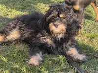 Bear, a male Cavapoo for sale in Chattanooga, TN – 10 of 10