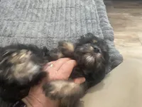 Bear, a male Cavapoo for sale in Chattanooga, TN – Photo 2 of 8