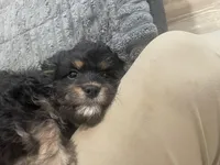 Bear, a male Cavapoo for sale in Chattanooga, TN – Photo 6 of 8