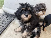 Bear, a male Cavapoo for sale in Chattanooga, TN – 8 of 10