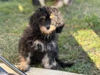 Bear, a male Cavapoo for sale in Chattanooga, TN – 6 of 10