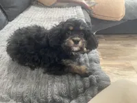 Bear, a male Cavapoo for sale in Chattanooga, TN – Photo 4 of 8