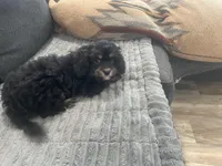 Bear, a male Cavapoo for sale in Chattanooga, TN – Photo 7 of 8