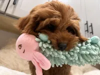 Gracie, a female Cavapoo for sale in Chattanooga, TN – 10 of 10