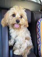Charlie’s babies, a female Cavapoo for sale in Chattanooga, TN – 2 of 9