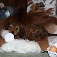 Bentley, a male Cavapoo for sale in Chattanooga, TN – Photo 1 of 9