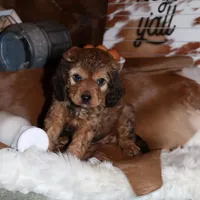 Bentley, a male Cavapoo for sale in Chattanooga, TN – Photo 6 of 9