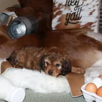 Bentley, a male Cavapoo for sale in Chattanooga, TN – Photo 9 of 9