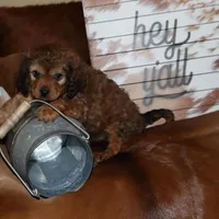 Bentley, a male Cavapoo for sale in Chattanooga, TN – Photo 5 of 9