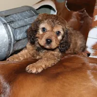Bentley, a male Cavapoo for sale in Chattanooga, TN – Photo 4 of 9