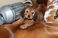 processed/cec56a73-726e-422e-b172-8cd1d9427c22/listing/55aba474-7cbb-4e95-8865-0f2e0d27dd31/81d039b4-a831-4c17-bf03-bb2ba623e1e8