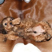 Bentley, a male Cavapoo for sale in Chattanooga, TN – Photo 8 of 9