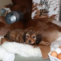 Bentley, a male Cavapoo for sale in Chattanooga, TN – Photo 3 of 9