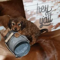 Bentley, a male Cavapoo for sale in Chattanooga, TN – Photo 7 of 9