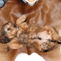 Bentley, a male Cavapoo for sale in Chattanooga, TN – Photo 2 of 9