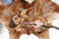 processed/cec56a73-726e-422e-b172-8cd1d9427c22/listing/55aba474-7cbb-4e95-8865-0f2e0d27dd31/fc138092-442f-41f0-ac15-4ff0b455705d