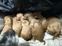 Charlie’s babies, a female Cavapoo for sale in Chattanooga, TN – 4 of 9